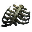 Preserved Rib
